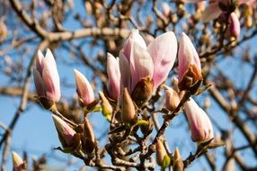 picturesque Tree Flower