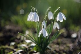 white snowdrops in a sunny haze closeup