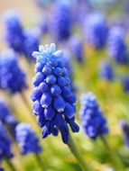 blue muscari flowers