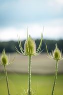 Thistle Burdock
