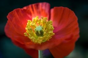 red poppy with yellow pistils close-up