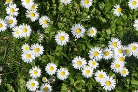 Flowers White Grass