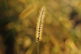 fluffy blade of grass on a blurred background