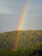 rainbow over trees after rain