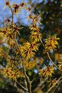 witch hazel is an ornamental shrub