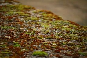 moss and lichen on a stone wall