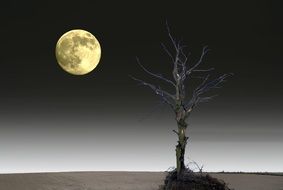Lone Tree Moon