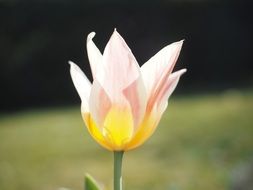 colorful liliaceae tulip in back light