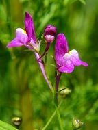 chic Roadside pink flower