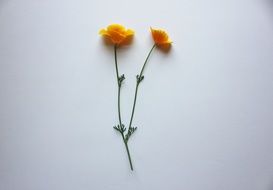 California poppy, two flowers on a white background