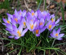 Crocuses Spring Flowers