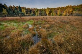 green plants in wetlands