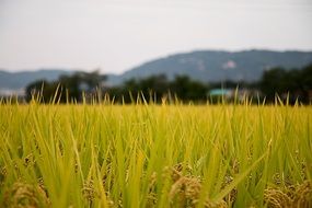 picturesque Rice Country