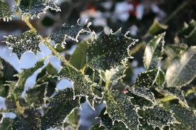 green foliage in hoarfrost