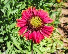 colorful garden flower in the bright sun