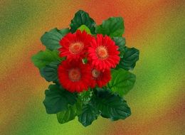 clipart of Red Gerbera Blossom