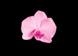 most beautiful Orchid Flower