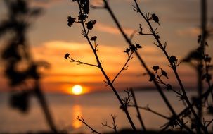 Sunset at sea through dry plants, spain, Mallorca Sea