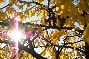 Sunlight Bursts through Autumn Foliage