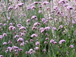 field with purple verbena flowers