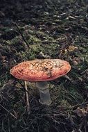 gloomy mushroom