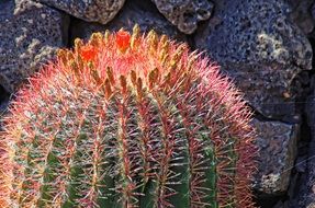 cactus with orange spikes close up