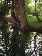 cypress trees on the river bank in Texas
