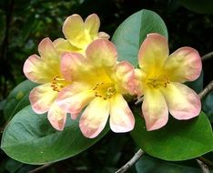 colorful flowers in rainforest close up