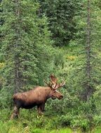 Moose wildlife Portrait in green forest