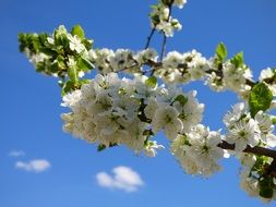 cherry branch with white flowers on a background of blue sky