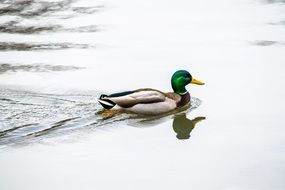 Beautiful and colorful duck with green head on quiet water