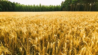 wheat field near green forest