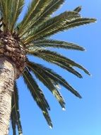Palm tree on vacation