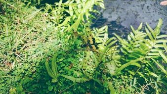 green Weeds and Dragonfly closeup