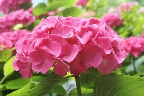 Pink Hydrangea