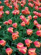 meadow of colorful tulips in the rain