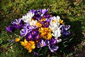 variety of crocuses on green grass