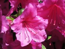 pink rhododendrons flowers in the park