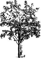 Black bush drawing