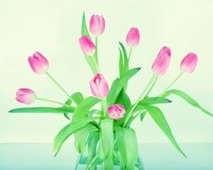 Purple and white tulips