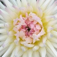 wonderful Dahlia