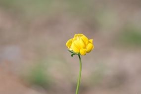 Lathyrus, meadow pea, yellow flower at blurred background