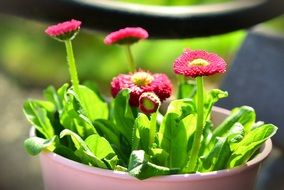 Potted Red Daisy Flower Colorful
