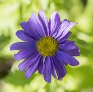 blue aster on blurry background close-up