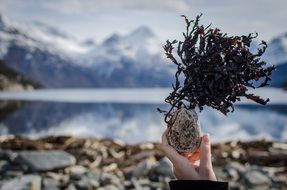 Seaweed on pebble in hand in view of Mountains