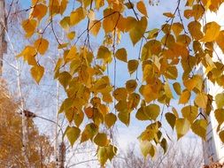 Yellow birch leaves