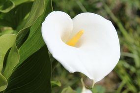 beautiful white Calla Blossom