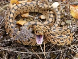aggressive brown spotted snake