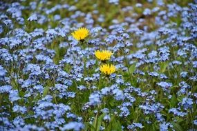 three yellow flowers among blue wildflowers