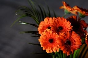 Orange flowers gerbera blossom